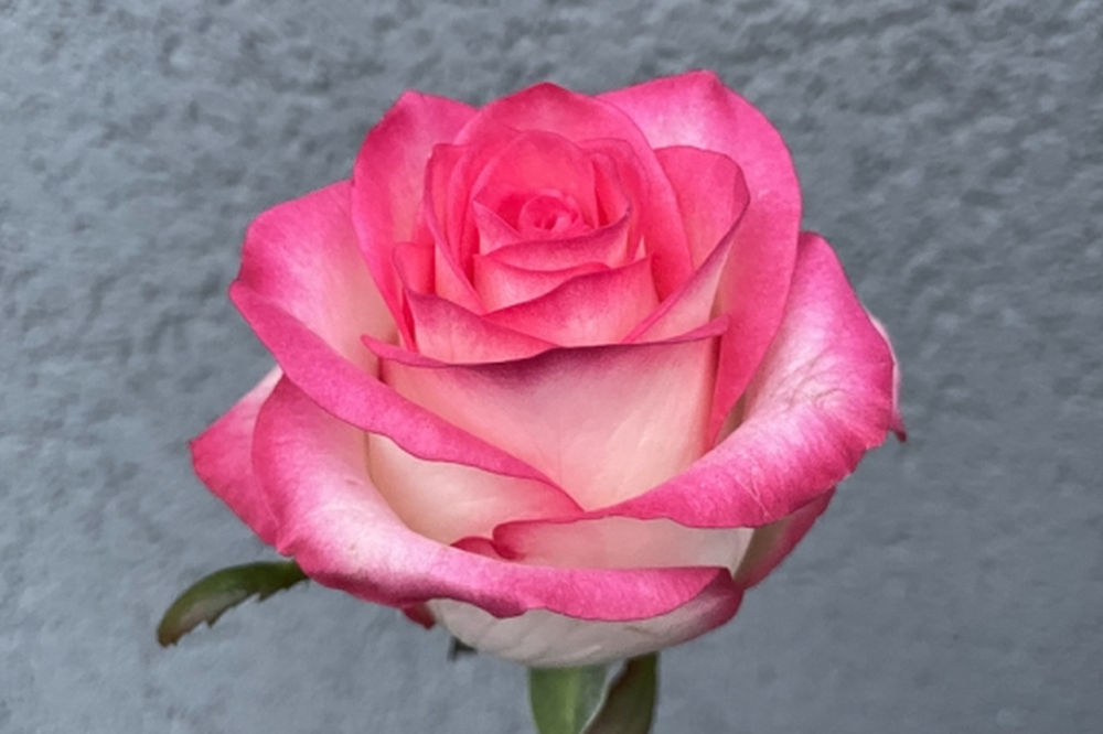 Роза Джумилия – прекрасный цветок, который может украсить любой букет