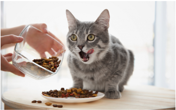 Сухий котячий корм: вибір та особливості для здоров’я та розвитку вашого улюбленця від PetMart
