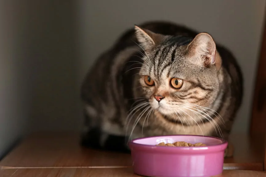 Проблемы с питанием: что делать, если кот не хочет есть сухой корм