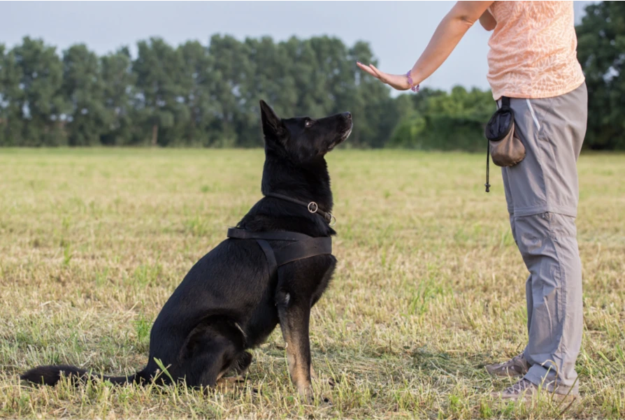 Історія професії кінолог – як виникла і розвивалася робота з собаками